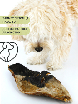 Нос говяжий (крупный) — лакомство для собак, 1шт