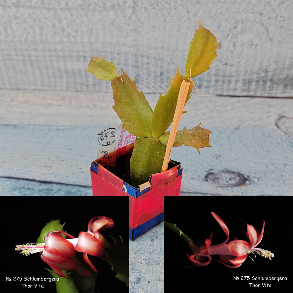 Schlumbergera Thor Vita (Декабрист)