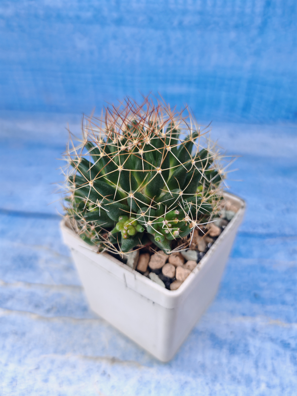 Escobaria Missouriensis compacta (Эскобария)