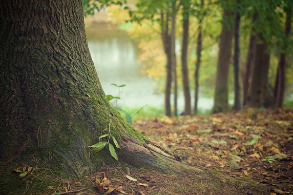 5 пород дерева, из которых делают межкомнатные двери. 5 пород дерева, из которых делают межкомнатные двери.