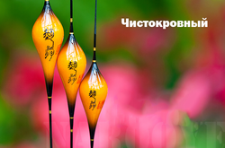 ЧИСТОКРОВНЫЙ carbon conical