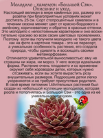 Молодило Большой Сэм каменная роза многолетнее