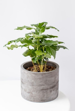 Растение кофе Coffea arabica в горшке