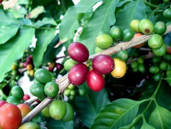 Кофе Coffea Arabica 'Villa Sarchi' семена 3 штуки