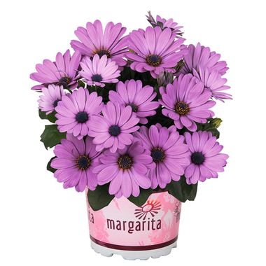 2756 Остеоспермум MARGARITA DARK LILAC (ВЕСНА 2025)