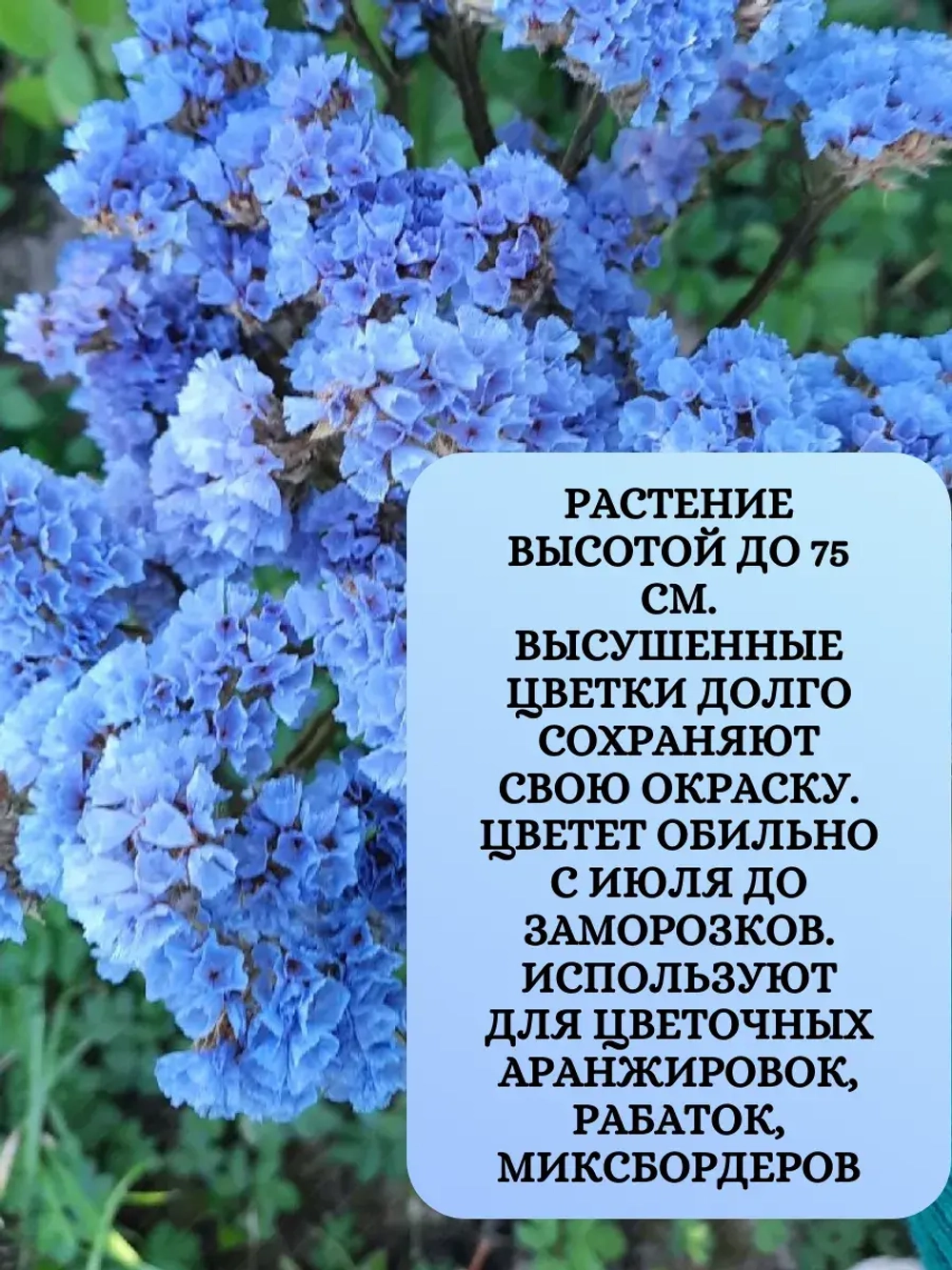 Семена Набор Статица 4 шт