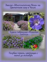 Герань Розанна гибридная голубая