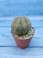 Euphorbia Obesa (Эуфорбия)