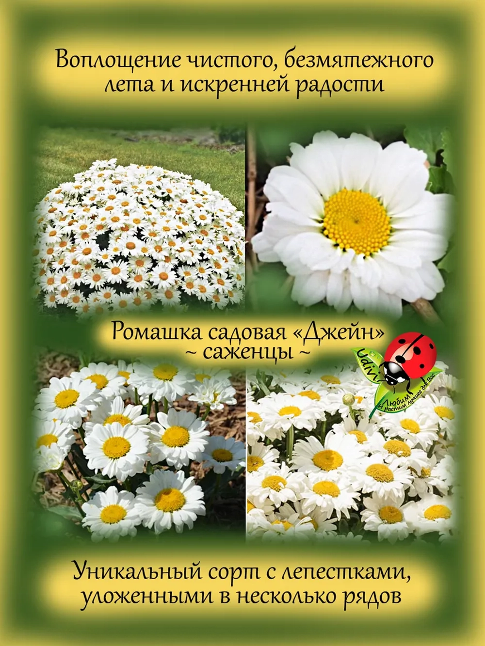 Ромашка Джейн садовая Нивяник