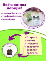 Колеус многолетний семена, красный Визард Скарлет + торфяные таблетки Jiffy в подарок, 5 шт