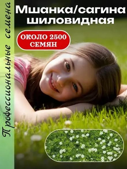 Семена газон Мшанка шиловидная