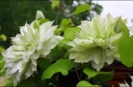 Клематис «Мидори» (Clematis Midori) Р9