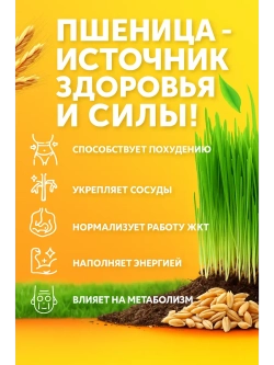 Пшеница для проращивания 1 кг