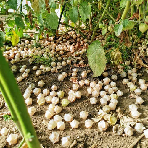 Физалис Ягодный Падающие Вишни Тёти Молли - Aunt Molly's Ground Cherry