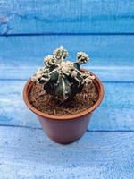 Astrophytum Myriostigma "Hakujo Fukuryu" (Астрофитум)