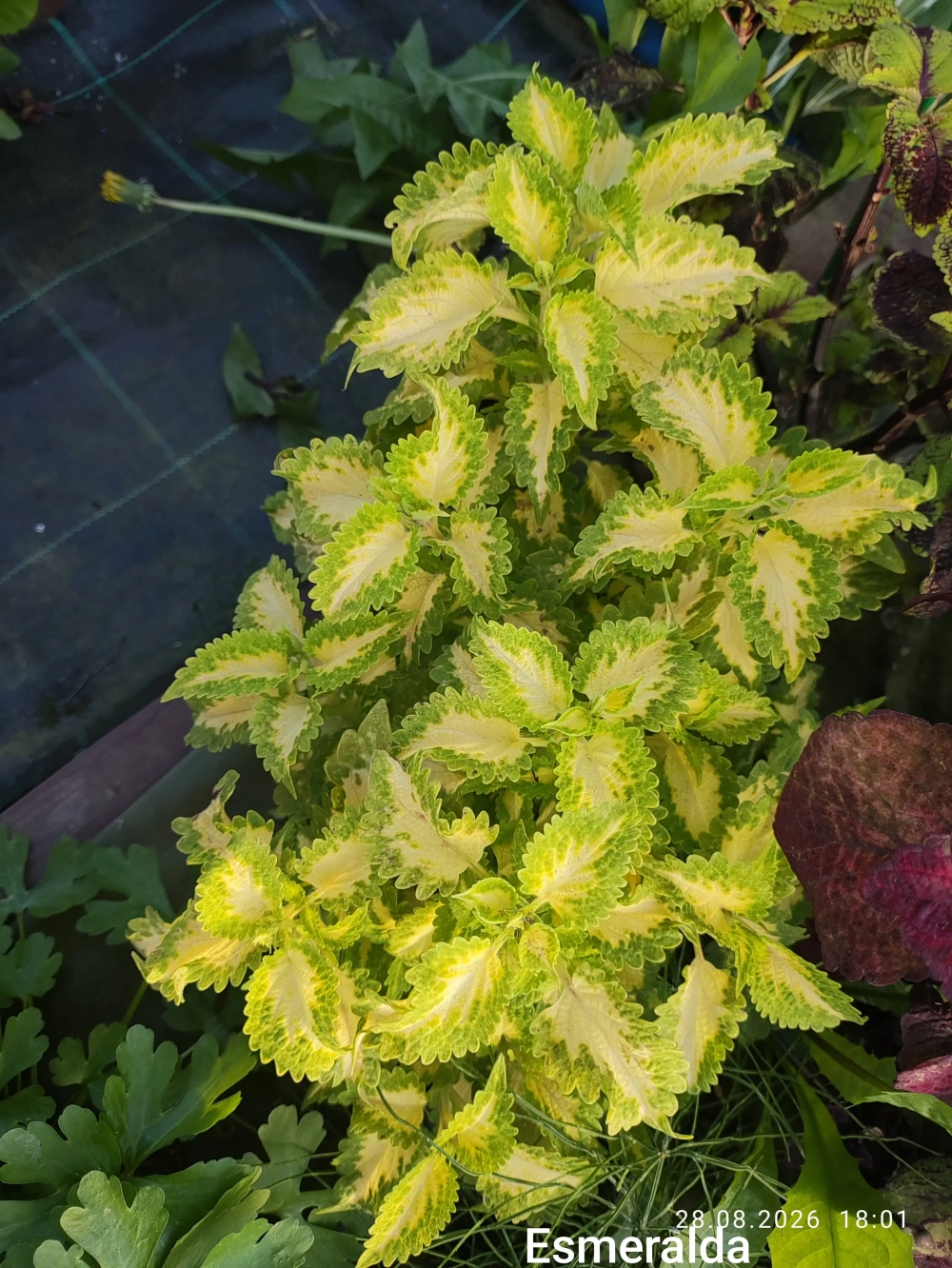 Emerald Gold Тай колеус