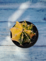 Gymnocalycium Variegata (Гимнокалициум Вариегатный)