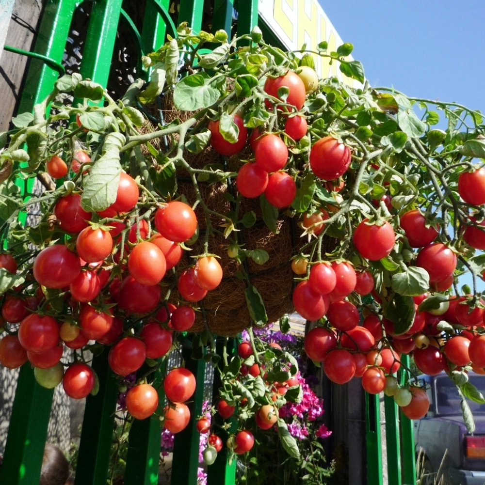 Помидоры для подвесных корзин, ампельные — Garden Pearl