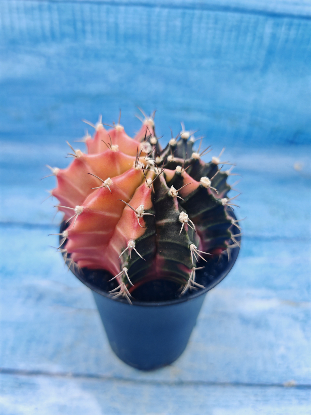 Gymnocalycium Variegata (Гимнокалициум Вариегатный)