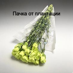 Гвоздика фисташковая, 65 см.