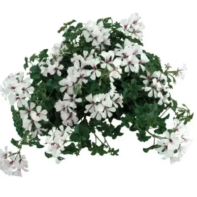 Пеларгония плющелистная Toscana Balcon Polar