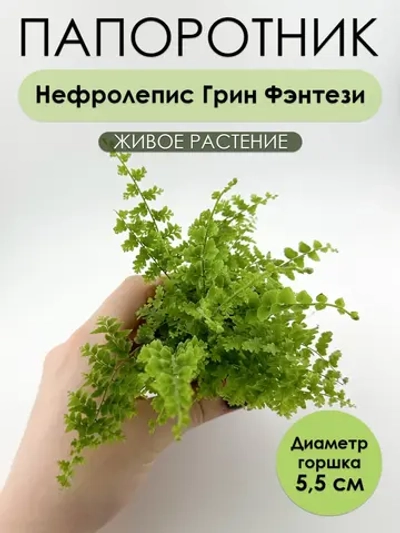 Нефролепис Грин Фэнтези D5,5. Папоротник живой комнатный