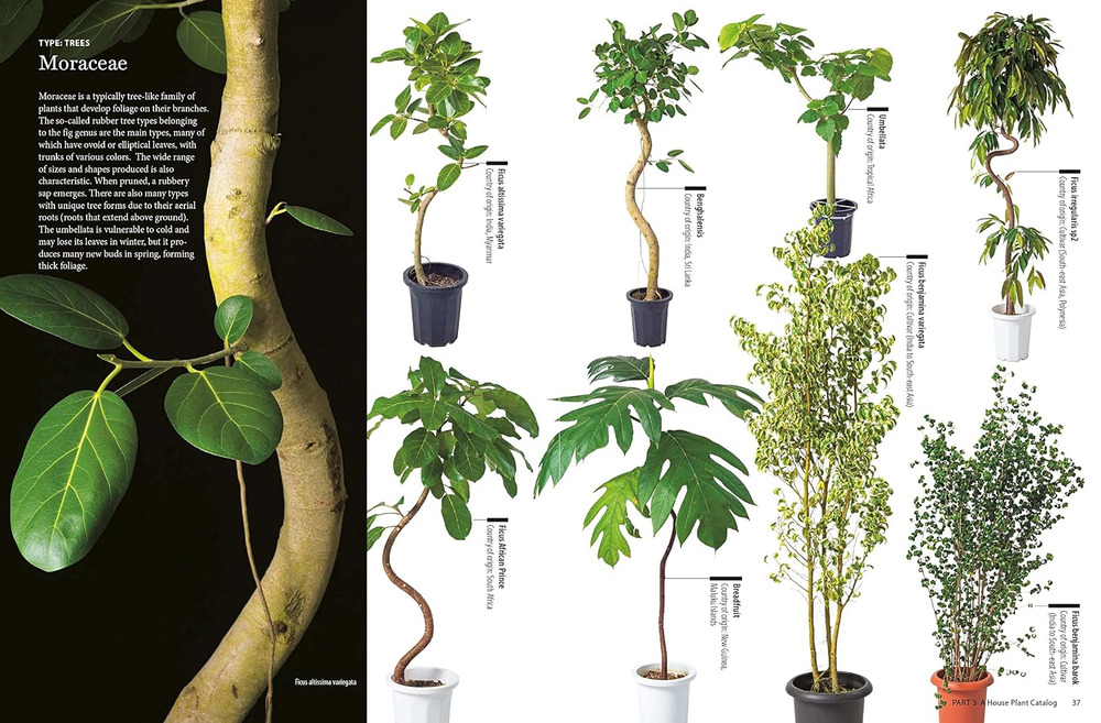 House Plants for Every Space