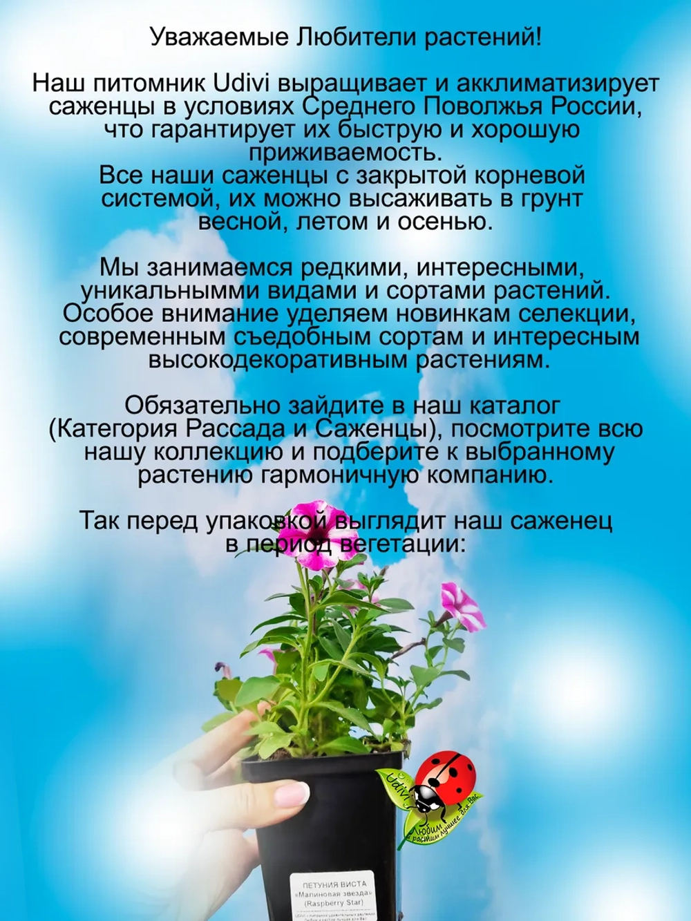 Петуния Малиновая Звезда Супертуния Расберри Стар