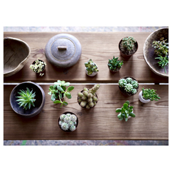 IKEA SUCCULENT  (ИКЕА СУССУЛЕНТ)  -  Комнатное растение в горшке - разные расцветки 15 см