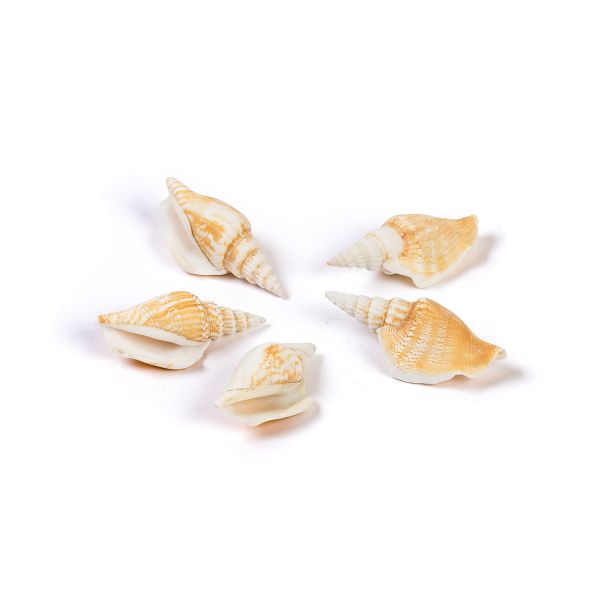 Ракушки декоративные, 5 шт, 7.6 см, Strombus Vittatus, Zlatka DRF-020