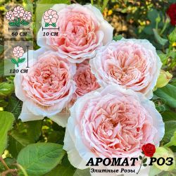 Принцесса Хитоми (Princess Hitomi)