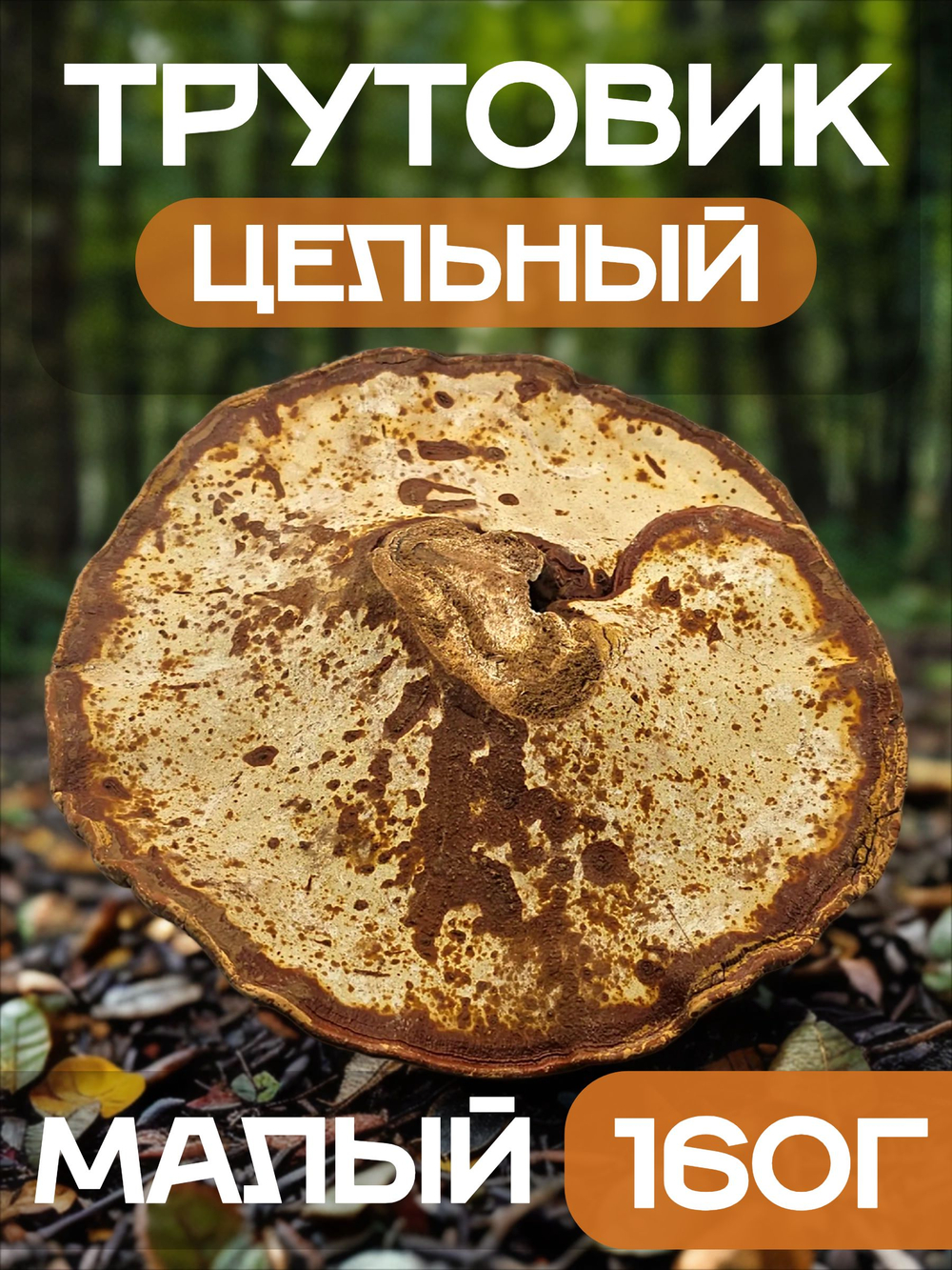 Трутовик плоский цельный (малый).