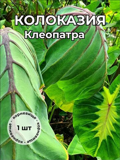 Колоказия Клеопатра корневище