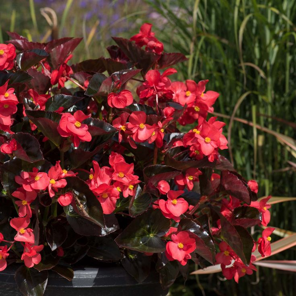 Бегония Мегаватт Red бронзовый лист Megawatt Red Bronze Leaf (Бег 2)