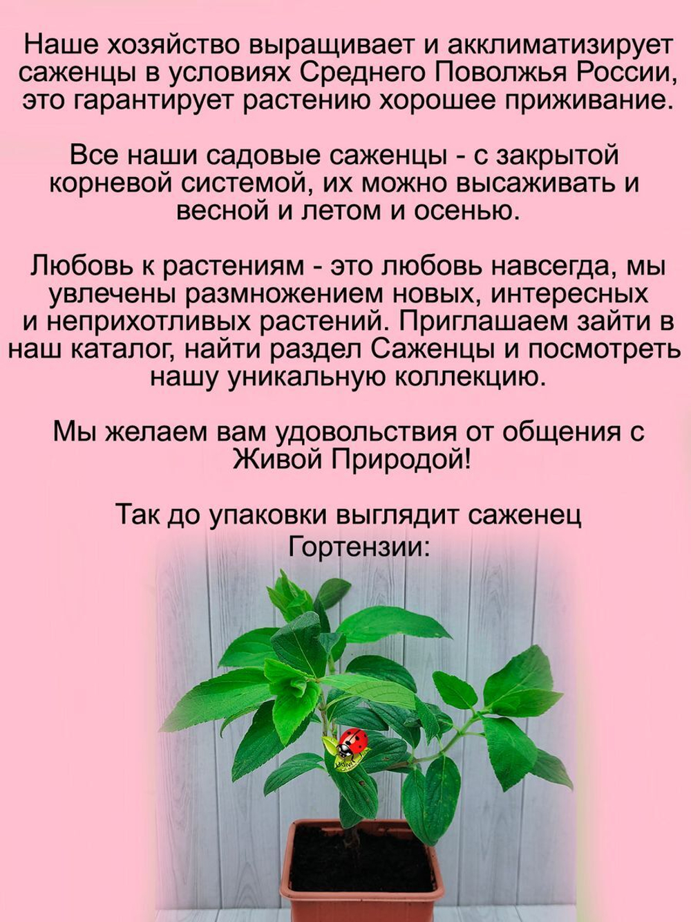 Гортензия Саммер Лав (Летняя Любовь) метельчатая кустарник