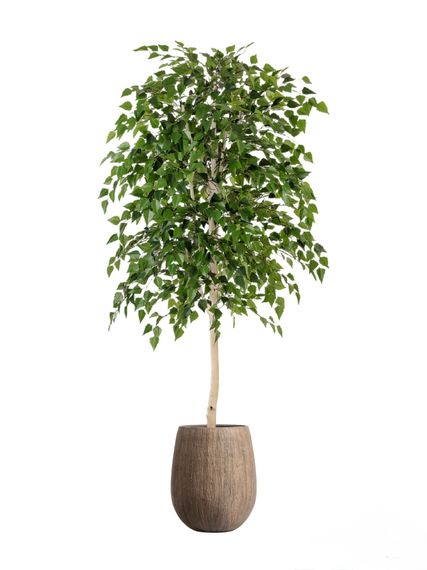 Комплект - Берёза натуральная 140 см в кашпо TREEZ Effectory - серия Wood