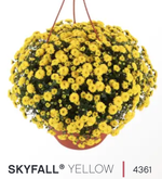 ЕВРО Хризантема мультифлора ампельная Skyfall Yellow ОКС укорененный черенок конец марта - апрель