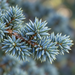 blue_macro