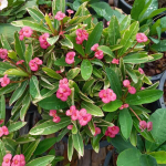 Эуфорбия Миля вариегатная VAR PINK (116)