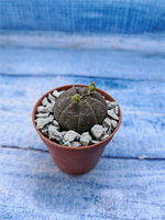 Euphorbia Obesa (Эуфорбия)