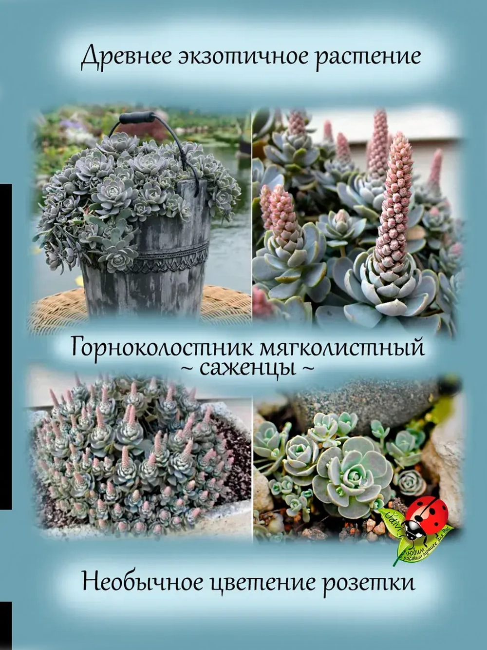 Горноколосник мягколистный многолетний