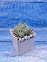 Haworthia Retusa Aurea var. (Хавортия)