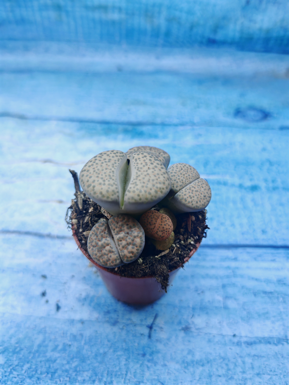 Lithops sp. (Литопсы)