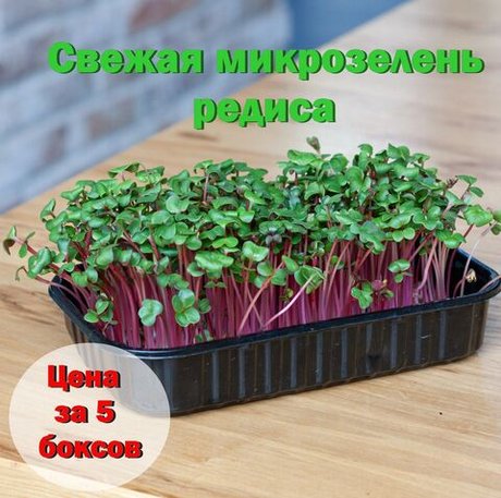Свежая микрозелень редиса в боксах / 5 боксов / суперфуд