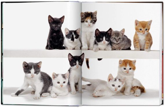 Chandoha, Cats