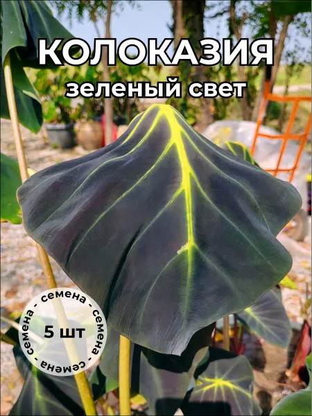 Колоказия "Зеленый свет" — семена, 5 шт.