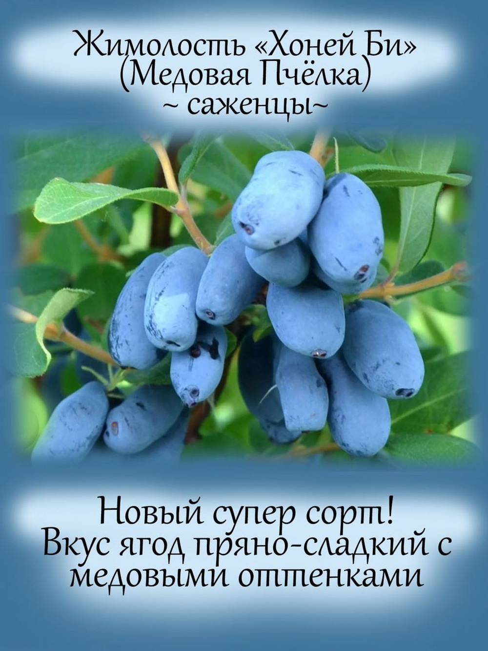 Жимолость Хоней Би Медовая Пчёлка новый сорт