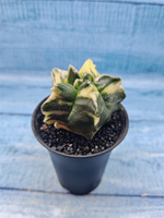 Astrophytum Myriostigma variagate (Астрофитум вариегатный)