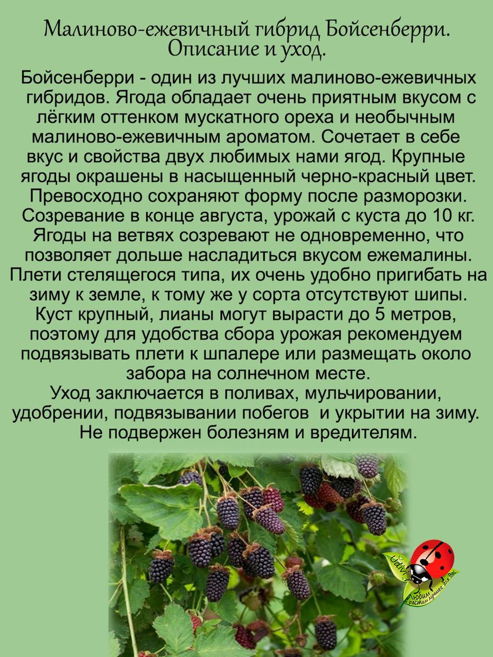 Ежемалина Бойсенберри малиново ежевичный гибрид