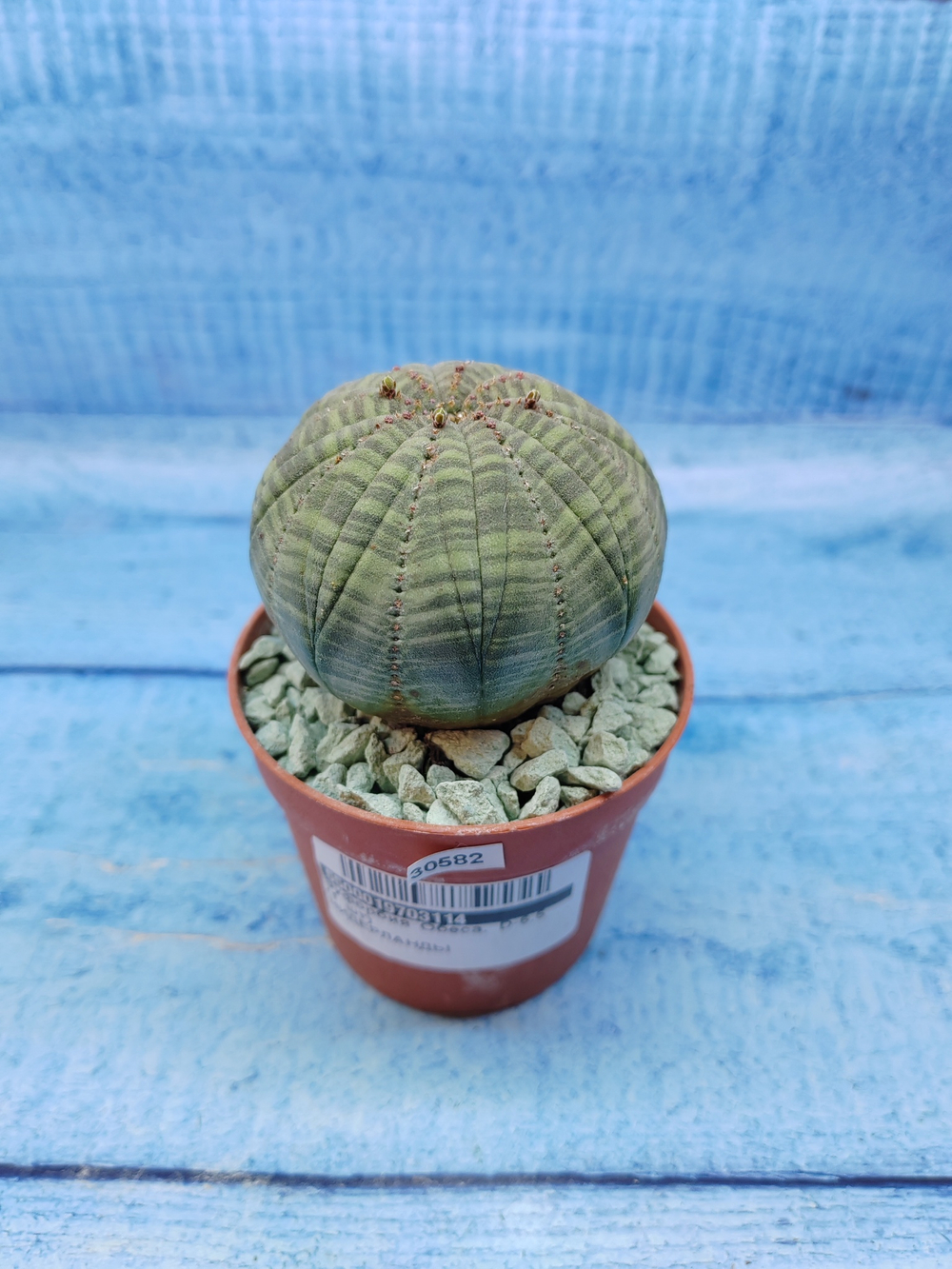 Euphorbia Obesa (Эуфорбия)